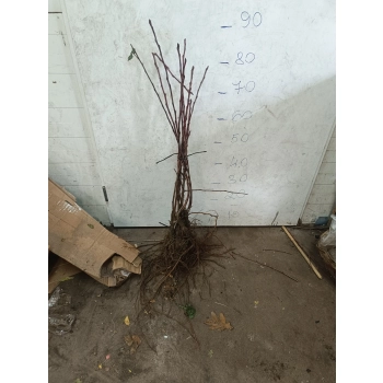 JABŁOŃ RAJSKA OZDOBNA SZCZEPIONA DOOLGO - sadzonki 60 / 80 cm